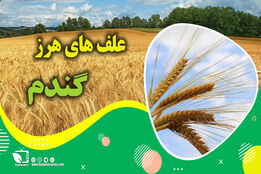 کشاورزپیشرو/ کنترل و مبارزه با علف های هرزگندم