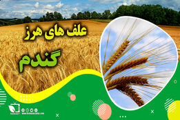کشاورزپیشرو/ کنترل و مبارزه با علف های هرزگندم