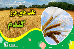 کشاورزپیشرو/ کنترل و مبارزه با علف های هرزگندم