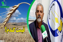 امسال افت عملکرد شدیدی در گندم داریم