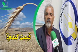 امسال افت عملکرد شدیدی در گندم داریم