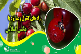 کشاورز پیشرو/ راه های کنترل و مبارزه با مگس گیلاس