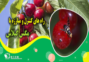 کشاورز پیشرو/ راه های کنترل و مبارزه با مگس گیلاس