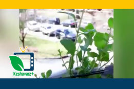 روش کشت چند گیاه دارویی در منزل