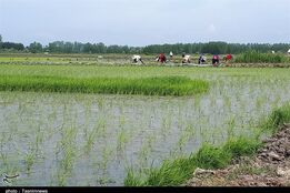 طرحی که واردات برنج را به صفر می رساند