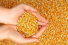 آغاز ثبت‌سفارش ذرت دامی و جو از امروز