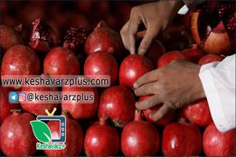 تبدیل میوه انار به چهارمحصول و درآمد ۴۰۰ میلیونی
