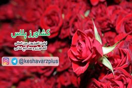 آموزش نگهداری گل رز در منزل از زبان غرفه داران نمایشگاه گل و گیاه تهران