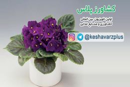 آموزش نگهداری گل بنفشه آفریقایی در منزل از زبان غرفه داران نمایشگاه گل و گیاه تهران