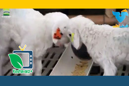 پرورش گوسفند به صورت مکانیزه