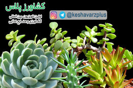 آموزش تولید کاکتوس در منزل و اطلاعاتی در رابطه با بیماریهای این گیاه از زبان غرفه داران نمایشگاه گل و گیاه تهران