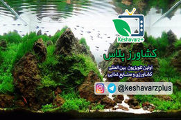 آموزش نگهداری گیاهان سازگار در آکواریوم – هفدهمین نمایشگاه گل و گیاه تهران