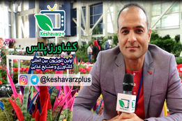 چگونه سانسیوریا را مخملی کنید از زبان غرفه دار نمایشگاه گل و گیاه تهران