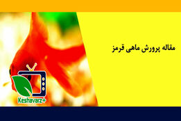 بهترین روش های پرورش ماهی قرمز