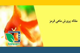 بهترین روش های پرورش ماهی قرمز