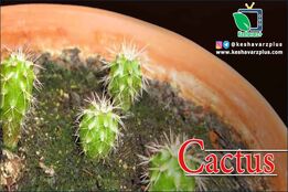 آموزش کاشت کاکتوس به روش بذر(دوبله اختصاصی)