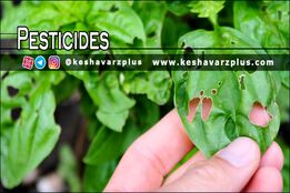 آموزش ساخت آفت کش خانگی با روشی کاملا آسان در منزل