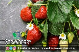 آموزش کاشت توت فرنگی در منزل به روشی ساده(دوبله اختصاصی)
