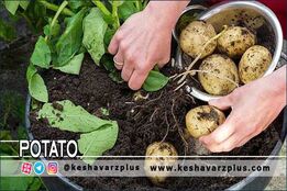 آموزش کاشت سیب زمینی در گلدان به روشی آسان در منزل(دوبله اختصاصی)
