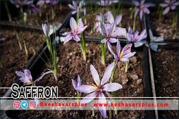 آموزش کاشت زعفران در منزل با روشی آسان (دوبله اختصاصی)