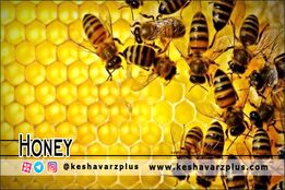 نمونه هایی از برداشت عسل طبیعی