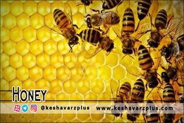 نمونه هایی از برداشت عسل طبیعی