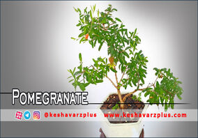 آموزش کامل کاشت انار در گلدان با روشی آسان(دوبله اختصاصی)