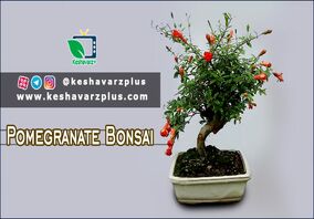 آموزش ساده از درست کردن درخچه بنسای انار(دوبله اختصاصی)
