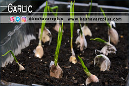 آموزش کاشت سیر در گلدان با روشی آسان (دوبله اختصاصی)