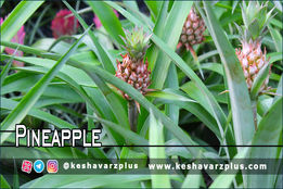 آموزش کاشت آناناس در منزل با روشی آسان (دوبله اختصاصی)