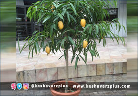 آموزش کاشت انبه در گلدان با روشی آسان (دوبله اختصاصی)