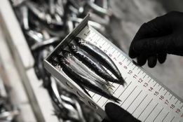 ۴ تُن محصول دریایی در آنکارا توقیف شد