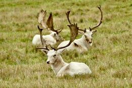 تصاویر منتخب حیات وحش