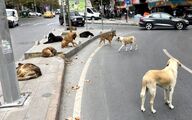 تغذیه خودسرانه سگ‌‎های بی صاحب در استانبول ممنوع شد