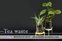 آموزش ساخت کود با استفاده از تفاله چای