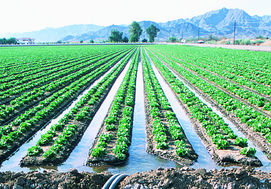 وقتی آب را «رام» می‌کنیم؛ یک ترفند ساده برای آبیاری هوشمندانه