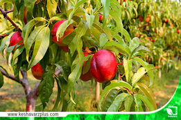 گلایه های یک باغدار!
