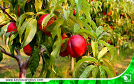 گلایه های یک باغدار!