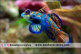 ماهیان زینتی جا ماندند/بازار کساد ژن‌های اصلاح نشده