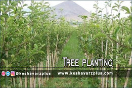 آغاز طرح کاشت ۱۴ میلیون اصله نهال از ۱۴ آذر
