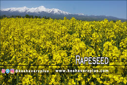 چند روش ساده برای زیاد شدن روغن