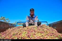 فائو: ترکیه باز هم سهم ایران از بازار جهانی پسته را ربود!
