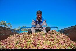 فائو: ترکیه باز هم سهم ایران از بازار جهانی پسته را ربود!