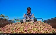 فائو: ترکیه باز هم سهم ایران از بازار جهانی پسته را ربود!