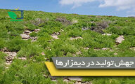 آغاز گام دوم طرح جهش تولید در دیمزارها 