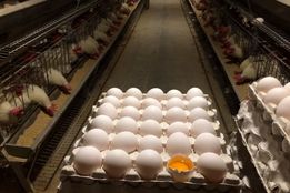 مرغ‌های تخم‌گذار کشتار می شود