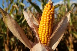 از آووکادو تا ذرت مکزیکی؛ کشاورزان آمریکای لاتین بدون کود روسیه فلج می‌شوند