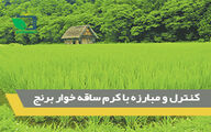 کنترل و مبارزه با کرم ساقه خوار برنج