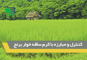 کنترل و مبارزه با کرم ساقه خوار برنج