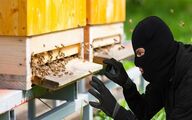 حمایت استانداری مازندران از تجهیز کندوهای عسل به سیستم GPS 
